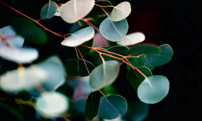 Close up image of gum leaves on a black background