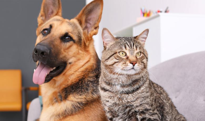 A German Shepherd and a light brown tabby cat sit side by side on a grey couch