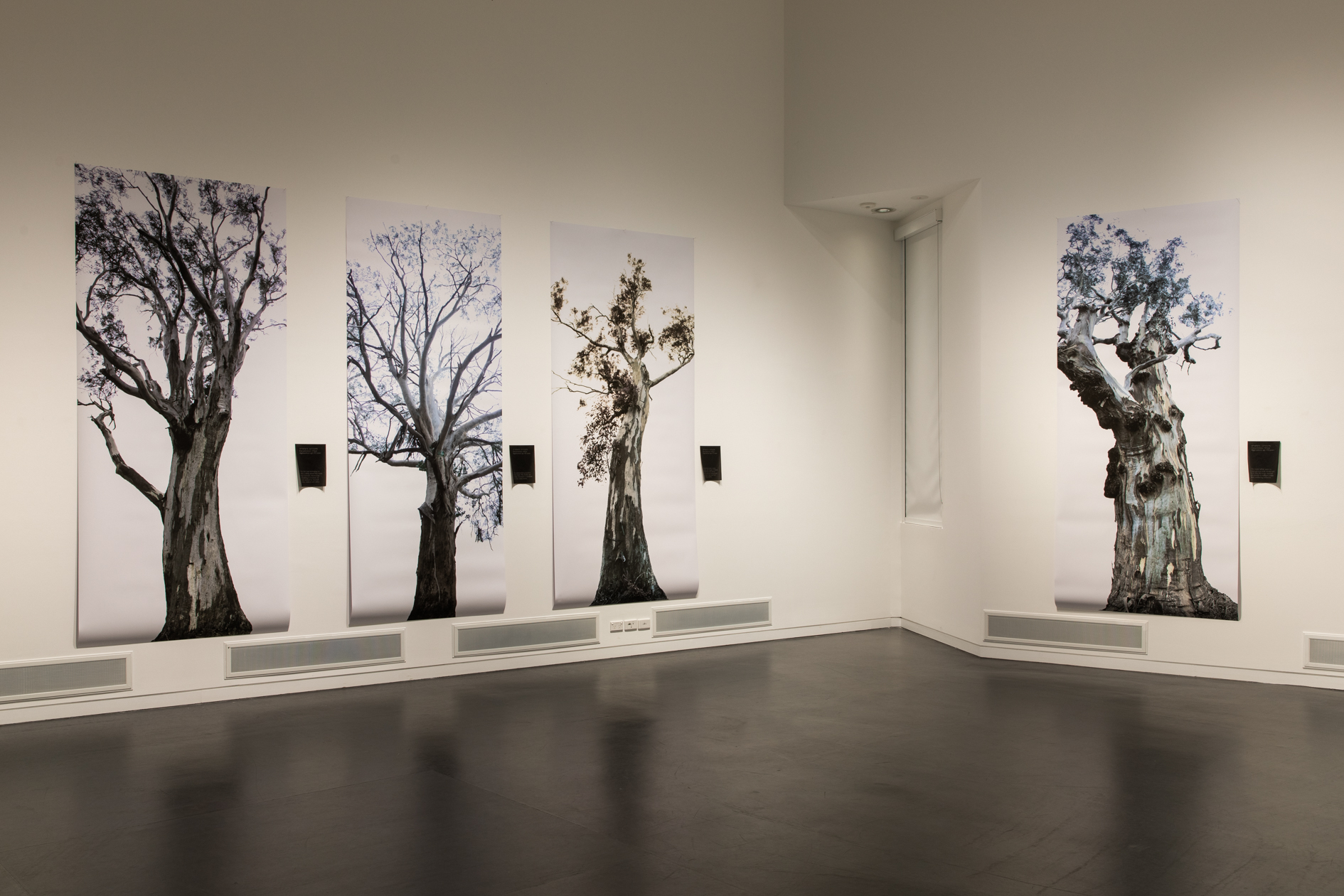 Four large-scale black and white photographs of gum trees on the white walls of a gallery space
