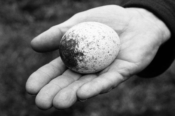 Black and white image of a hand holding an eagles egg