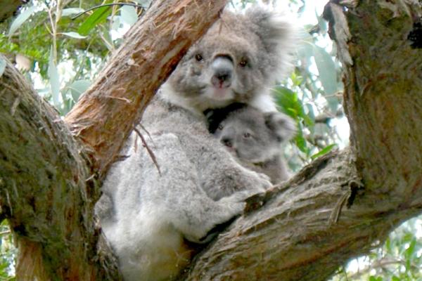 Koala and Joey in tree