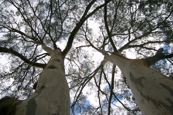 Nature Walk eucalyptus_viminalis_twins.jpg