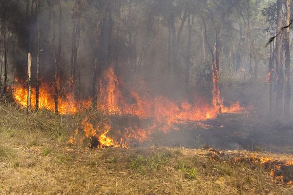 Grassland bushfire