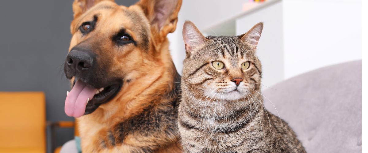 A German Shepherd and a light brown tabby cat sit side by side on a grey couch