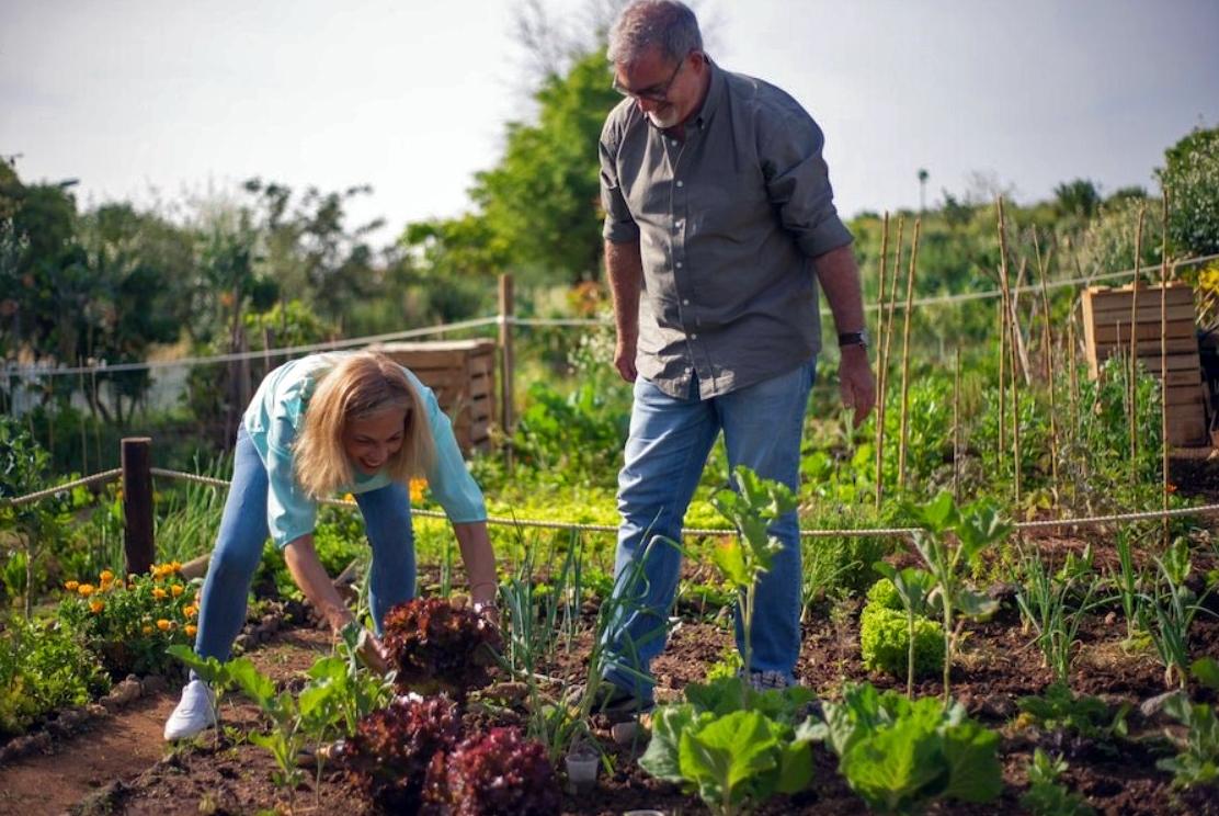 A woman bends over to pick a red lettuce out of the ground in a thriving vegetable garden. A man stands next to her smiling.