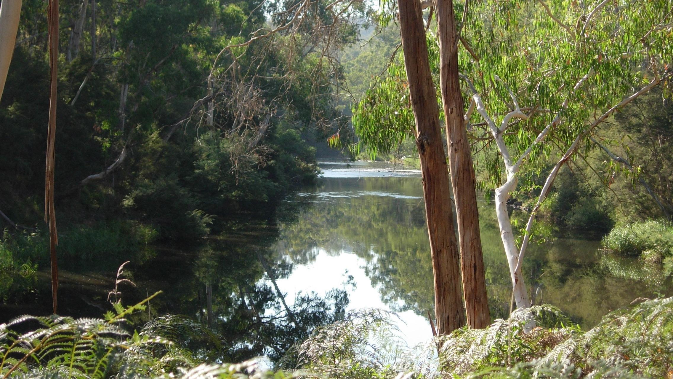 biodiversity yarra river 2006