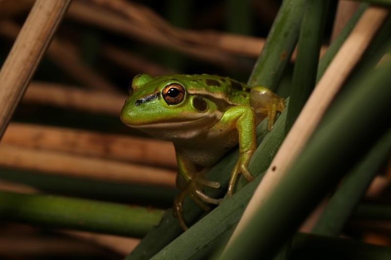 Litoria raniformis - Growling Grass Frog
