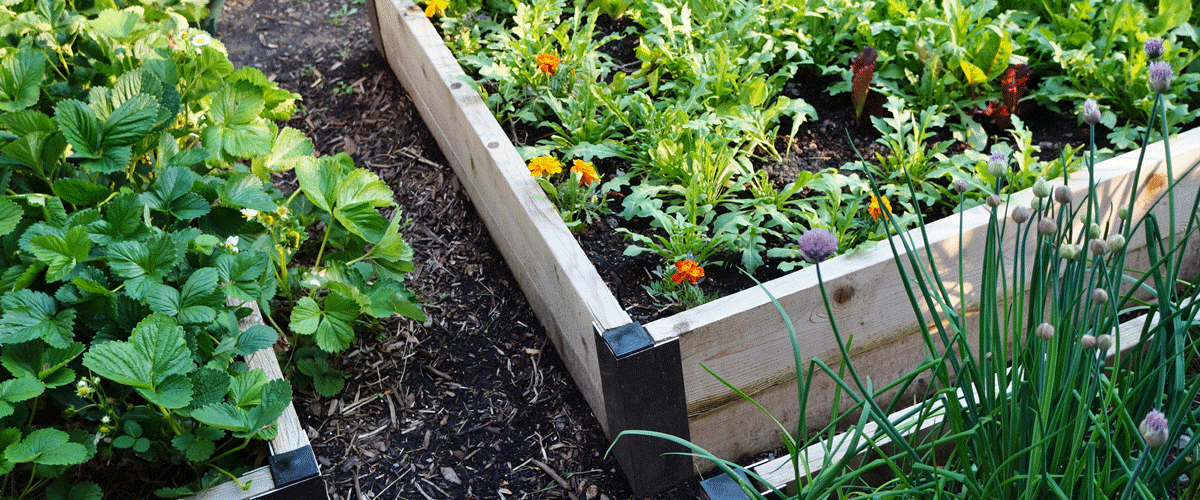 Closeup of several raised garden beds containing flowers and herbs