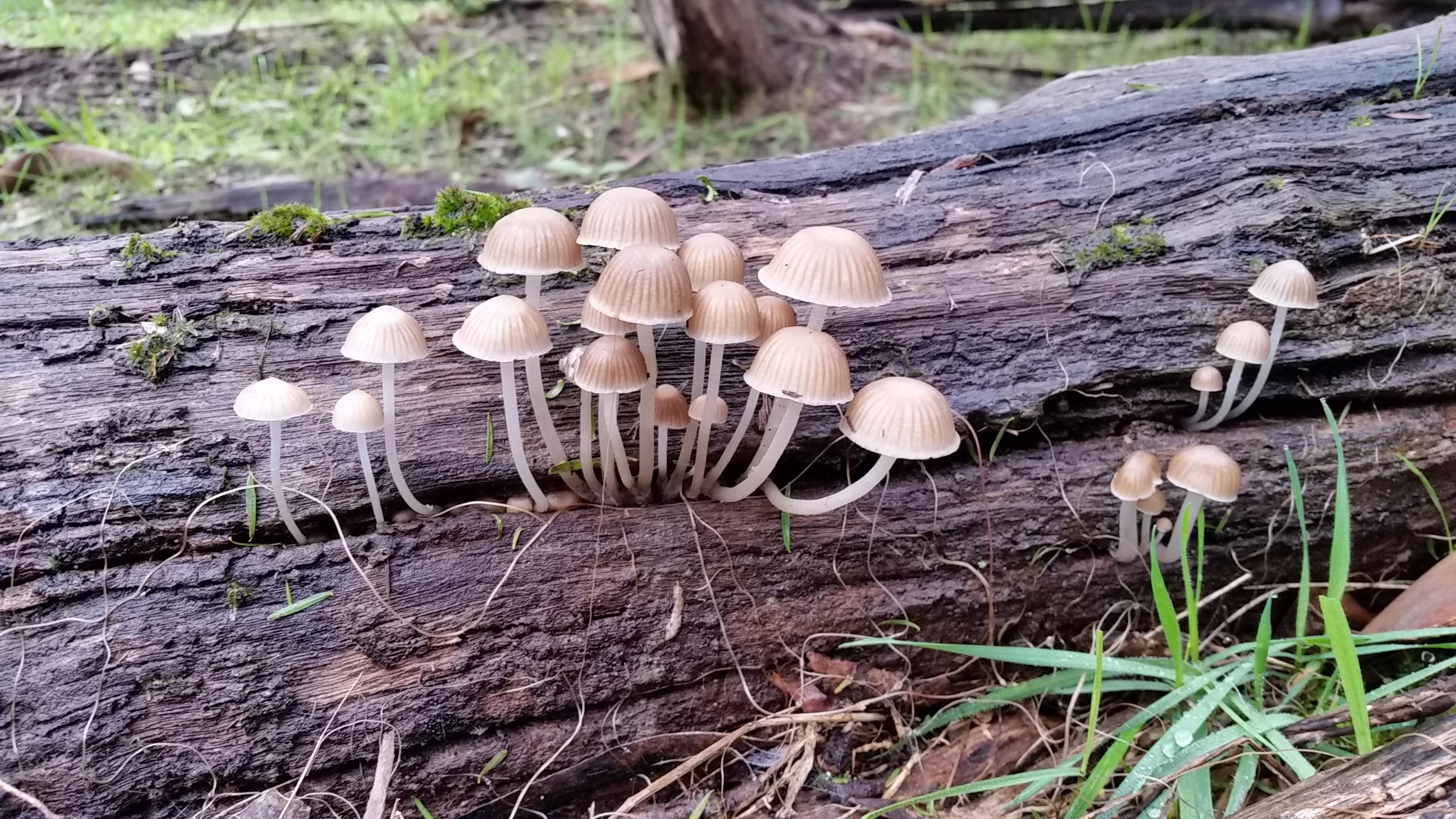 Mushrooms growing out of a damp log