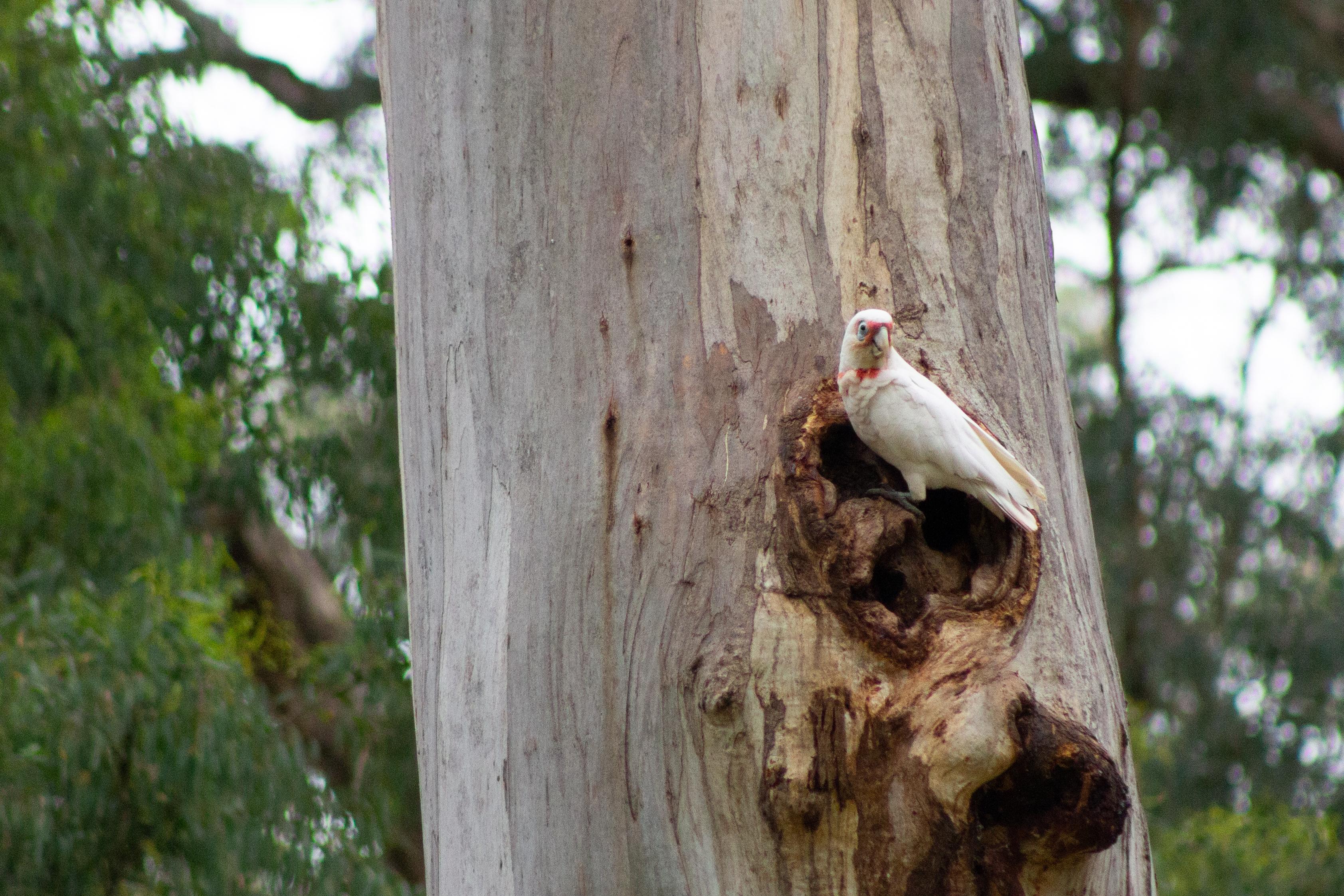 White bird with red markings sits in hollow of a large gum tree