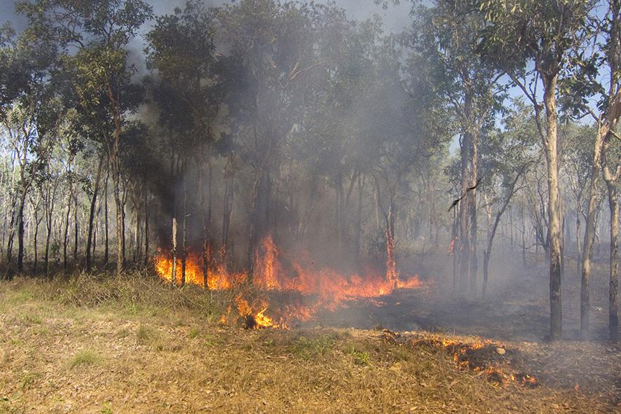 Grassland bushfire