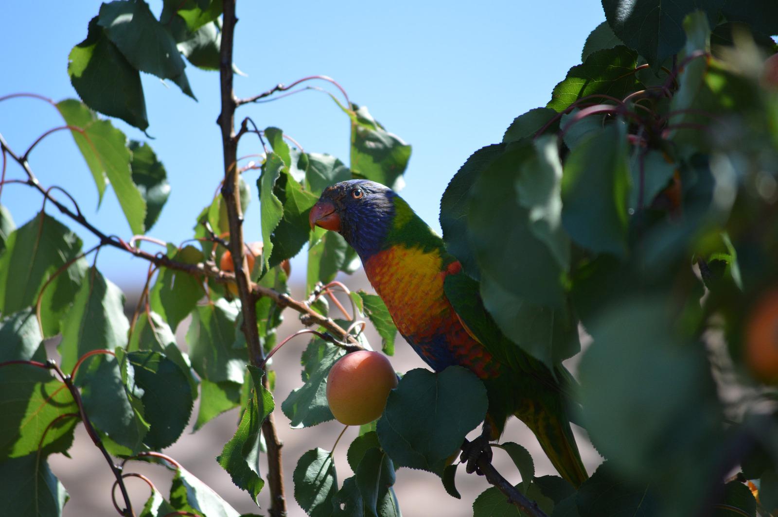 Rainbow Lorikeet in a Fruit Tree