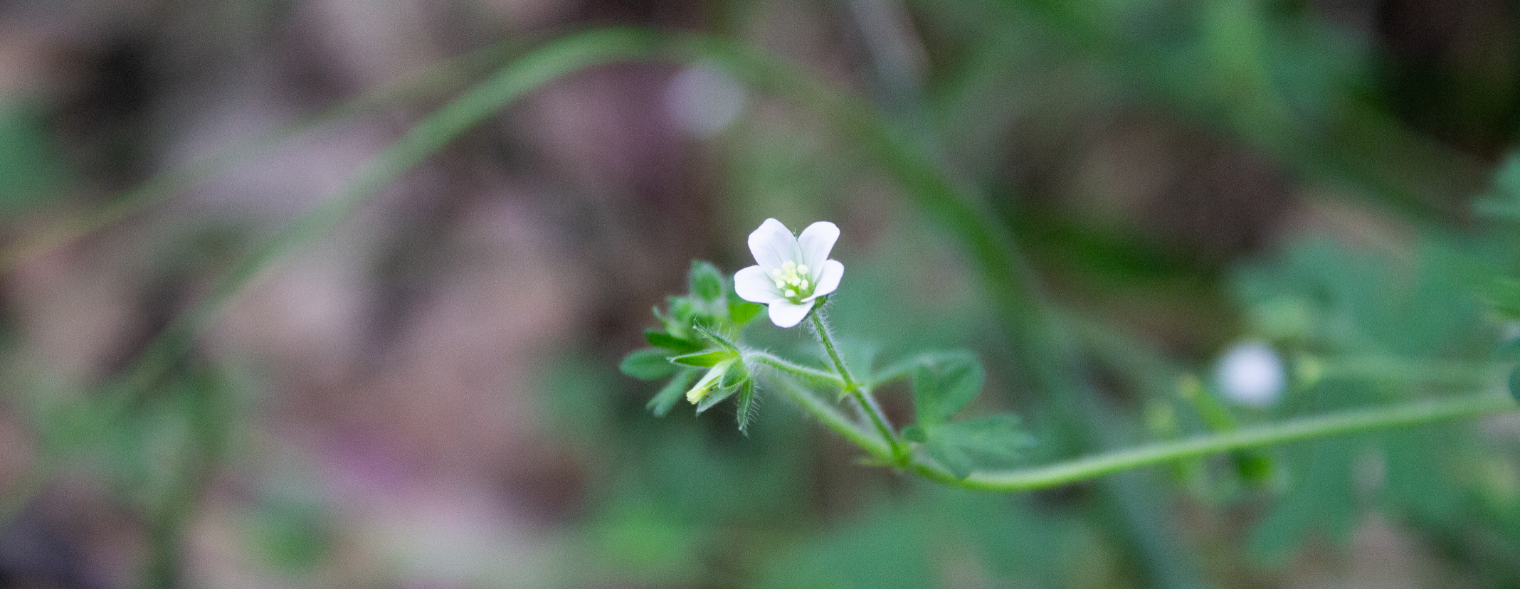 White Geranium flower