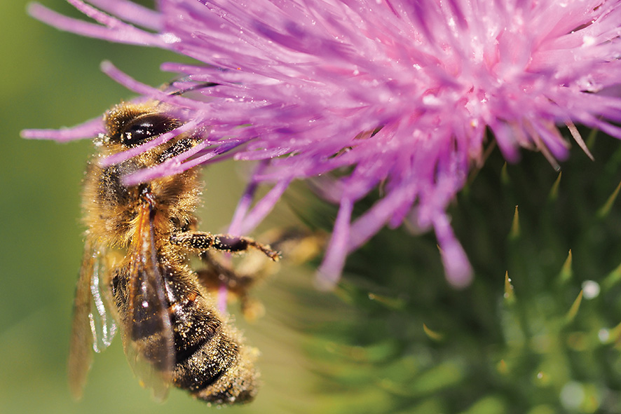 Bee landing on purple flower