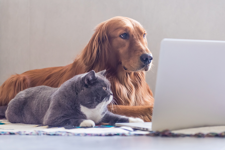cat and dog using looking at laptop