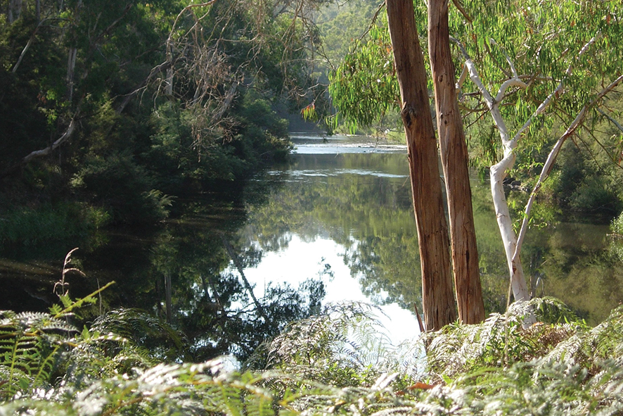 Yarra river with surrounding bushland