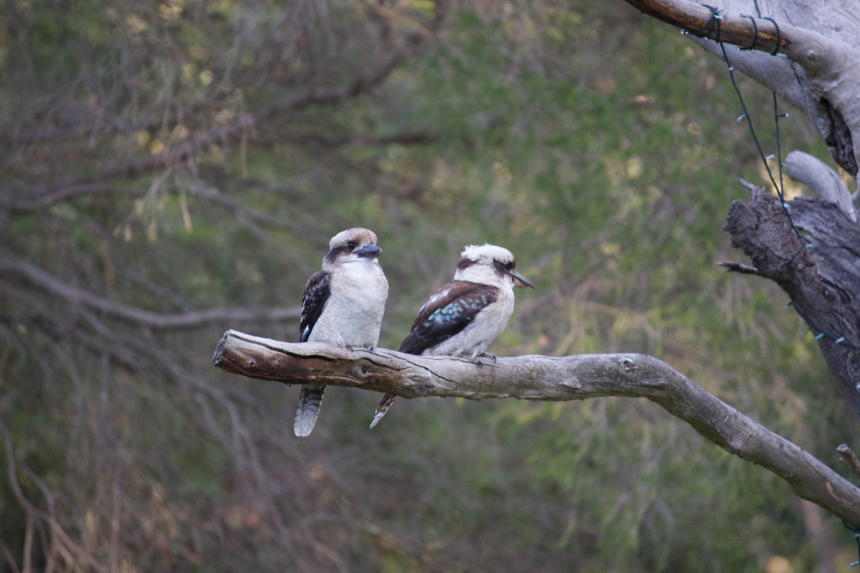 two Kookaburras on a tree